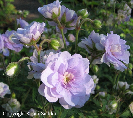 kyläkurjenpolvi - ängsnäva- Geranium pratense 'Summer Skies'